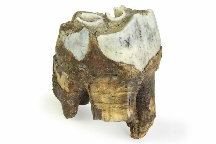 Fossil Woolly Rhino (Coelodonta) Tooth - Siberia #350941